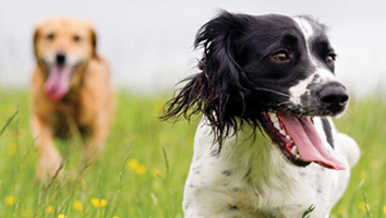 Dog rego campaign card