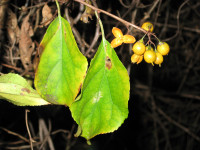 Climbing spindleberry 2