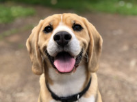 Dog. Unsplash (8)
