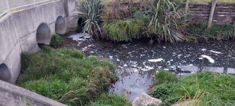 Drain rain 01 Jimmy Lee Creek