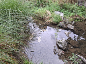 Fish frames (2)