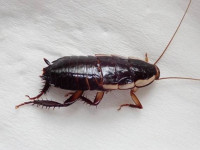 Gisbourne Cockroach