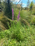 Purple loosestrife