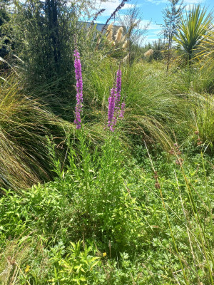 Purple loosestrife
