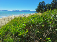 Rabbit Island Wattle