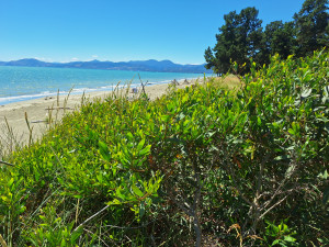 Rabbit Island Wattle