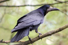 Rook 2