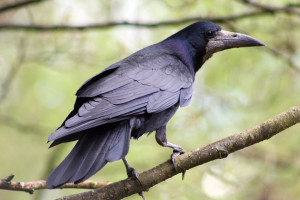 Rook 2