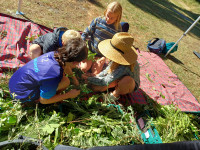 Tasman Mission 2025 Natureland activity