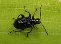 Tradescantia Stem beetle
