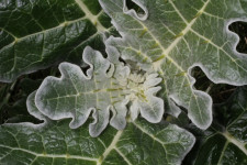 solanum marginatum
