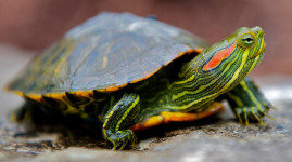red eared turtle