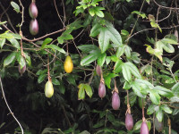 BananaPV