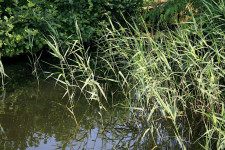 phragmites australis u.800x700 ms u0c0i1s1q90f1