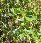 Boxthorn Pest 2