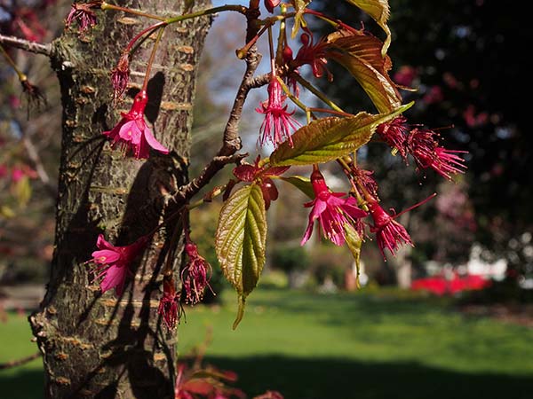 Taiwan cherry tree